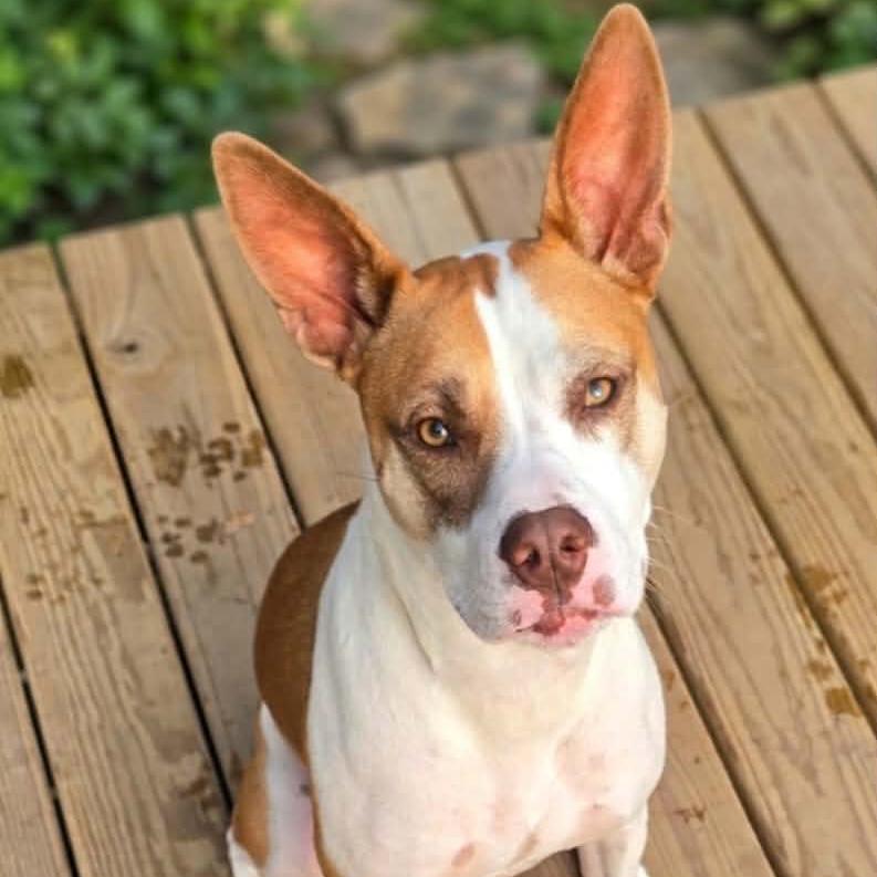 Sasha, a Adoptable mixed breed in Alma, WI image 1/6