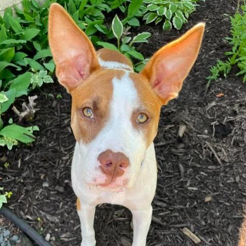 Sasha, a Adoptable mixed breed in Alma, WI image 2/6