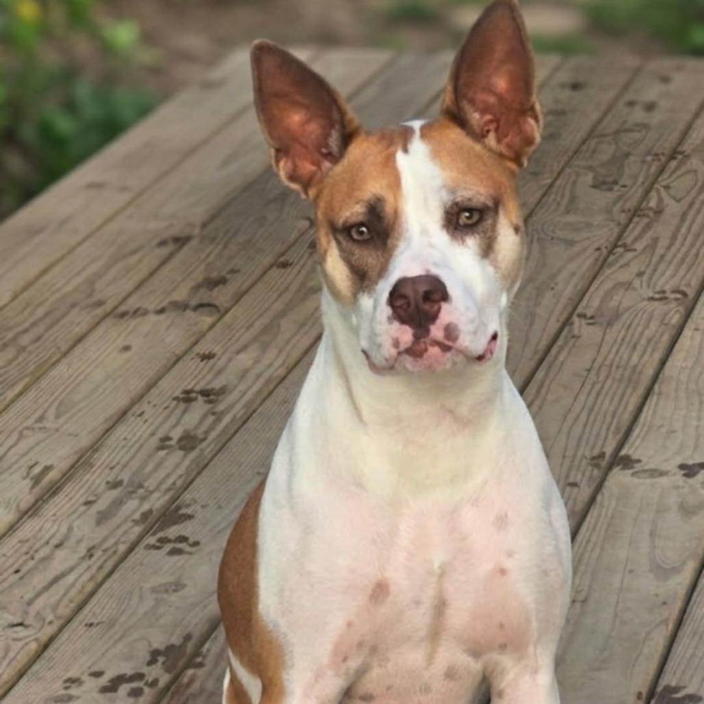 Sasha, a Adoptable mixed breed in Alma, WI image 3/6