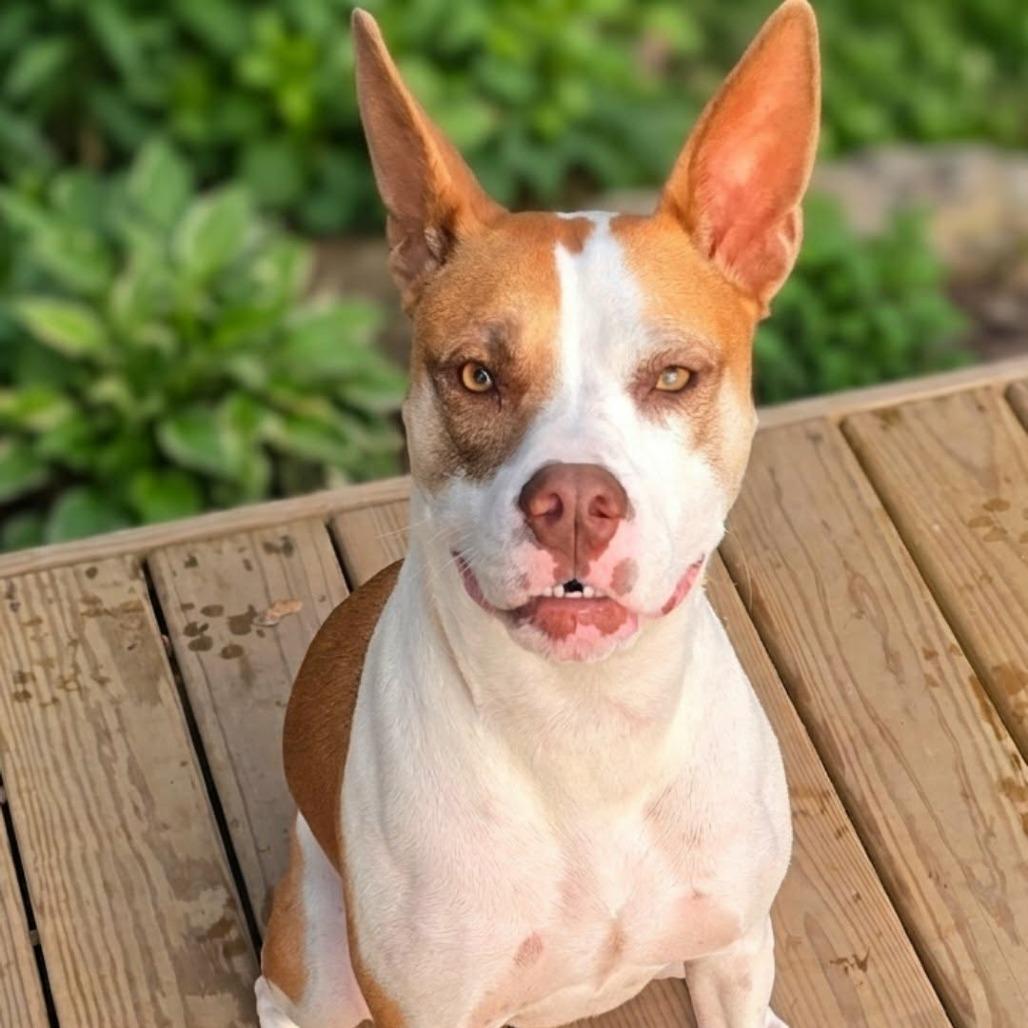 Sasha, a Adoptable mixed breed in Alma, WI image 6/6