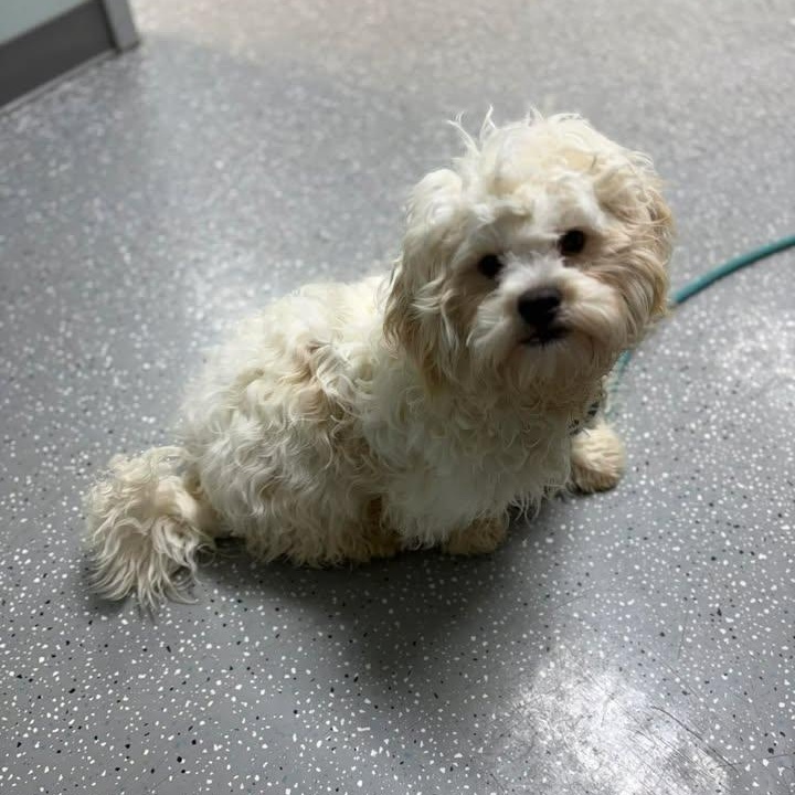 Thing One, a ADOPTABLE mixed breed in Bardstown, KY image 2/5