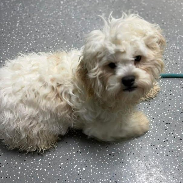 Thing One, ADOPTABLE, Puppy Male Miniature Poodle.