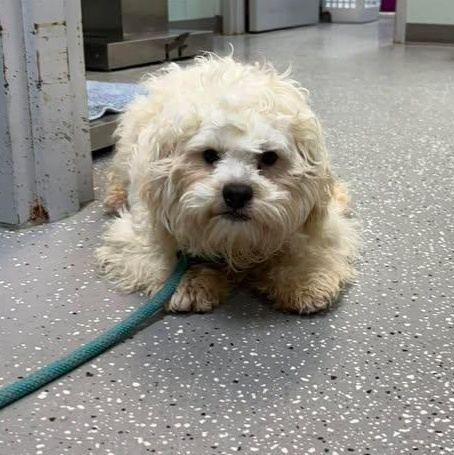 Thing One, a ADOPTABLE mixed breed in Bardstown, KY image 5/5