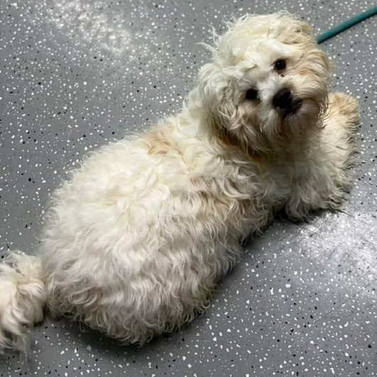 Thing One, a ADOPTABLE mixed breed in Bardstown, KY image 3/5