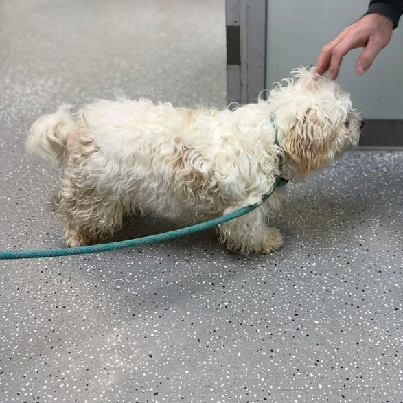 Thing One, a ADOPTABLE mixed breed in Bardstown, KY image 4/5