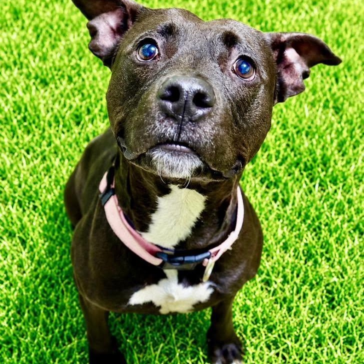 Addie, ADOPTABLE, Young Female Pit Bull Terrier.