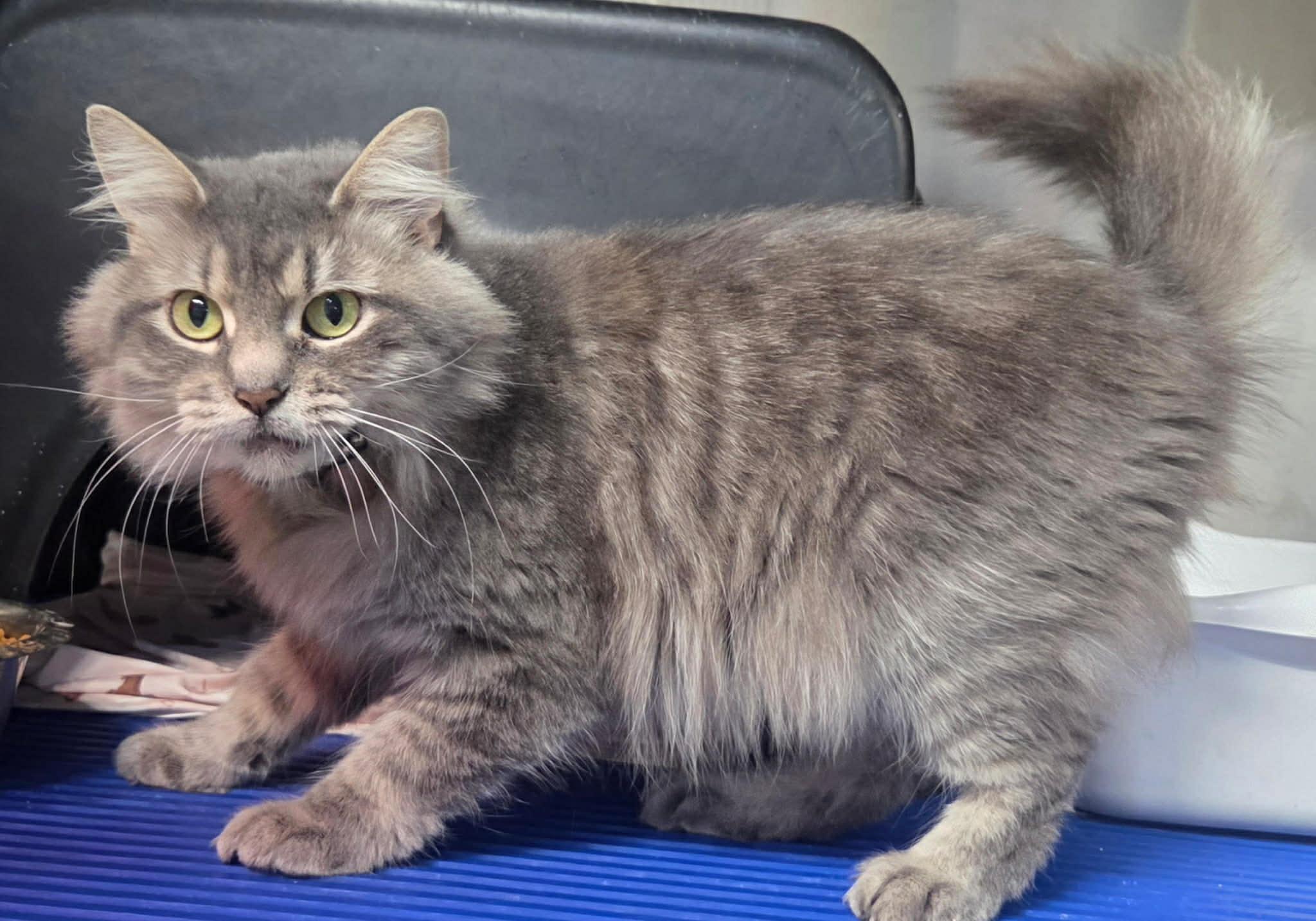 Ash, a Adoptable Domestic Long Hair in Granite City, IL image 1/5