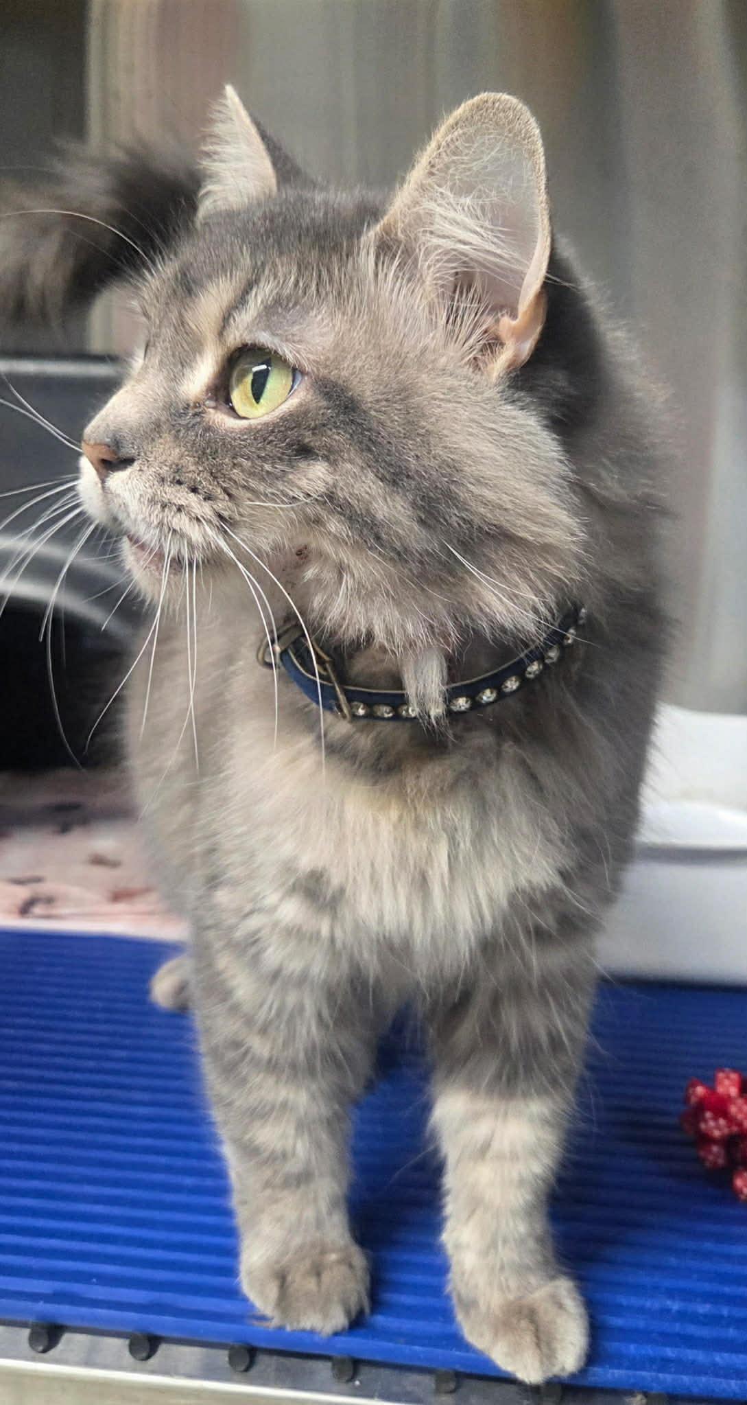 Ash, a Adoptable Domestic Long Hair in Granite City, IL image 2/5