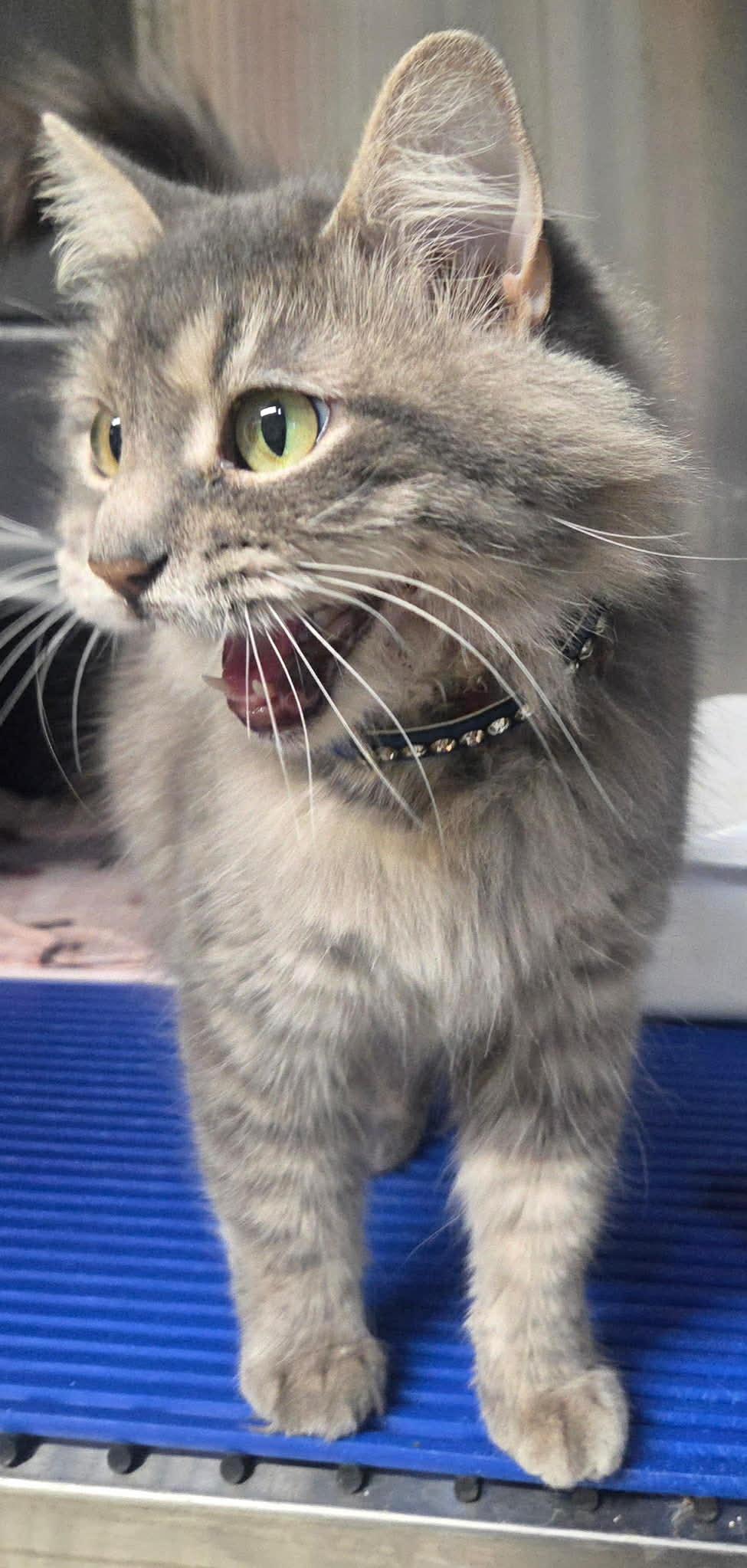 Ash, a Adoptable Domestic Long Hair in Granite City, IL image 3/5