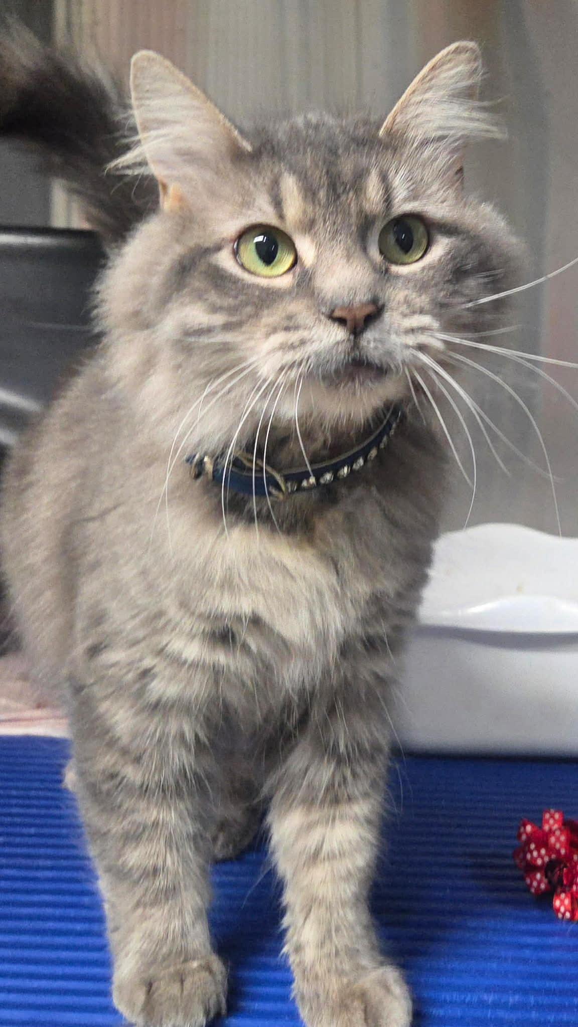 Ash, a Adoptable Domestic Long Hair in Granite City, IL image 4/5