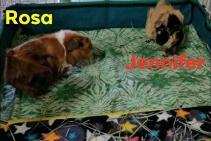 Rosa & Jennifer, an adoptable Guinea Pig in Westland, MI_image-1