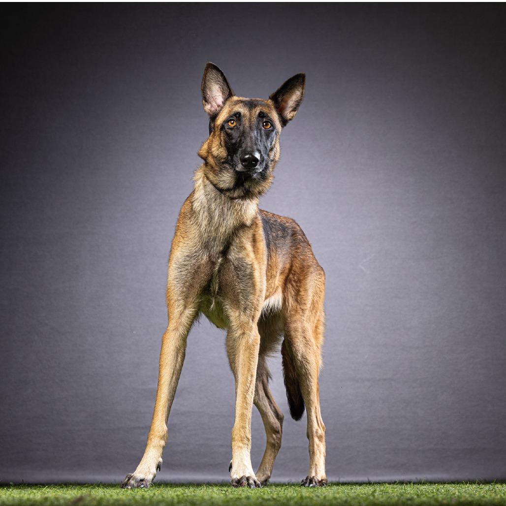 Enlarge Annie, a Adoptable mixed breed in Jupiter, FL image 1/6