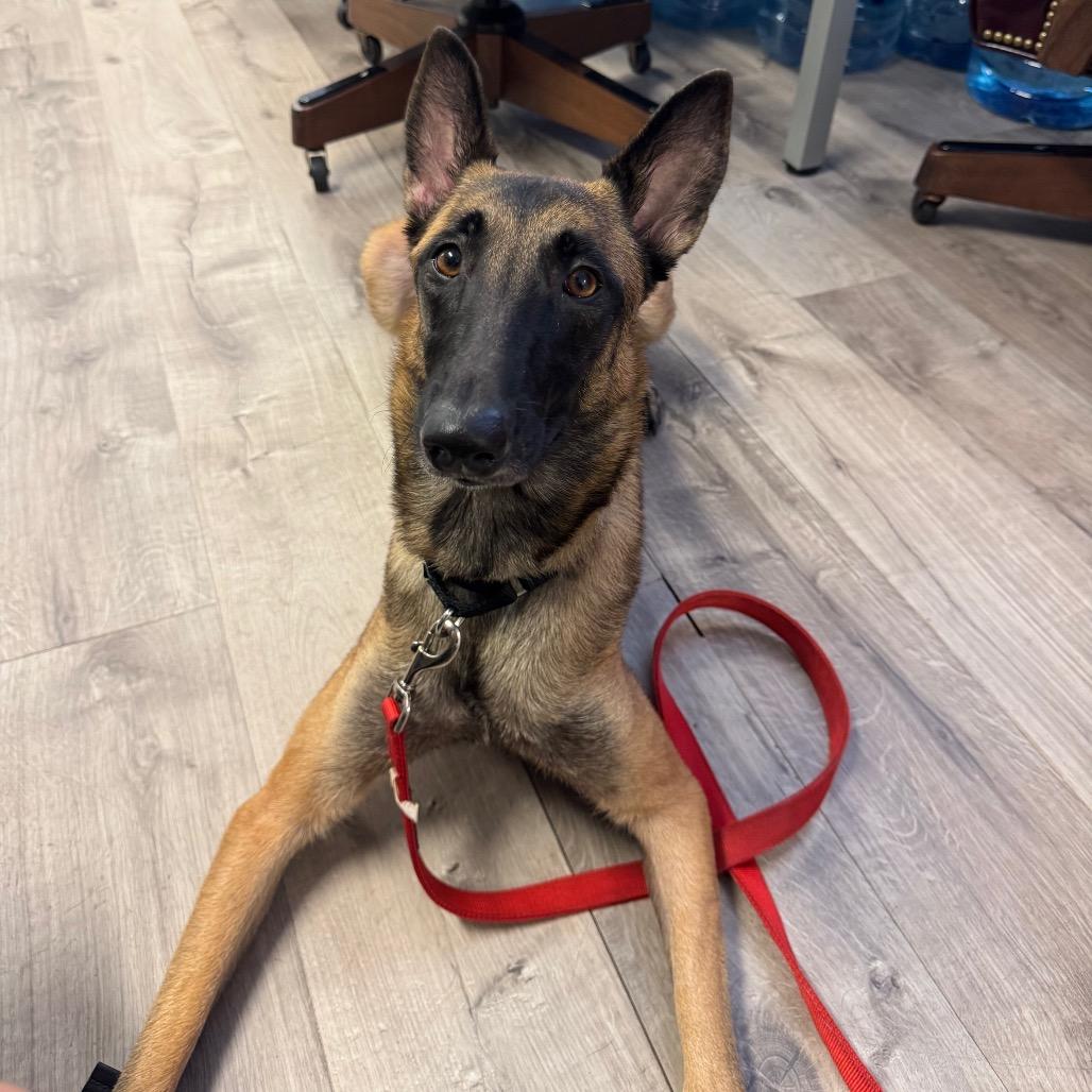 Enlarge Annie, a Adoptable mixed breed in Jupiter, FL image 2/6