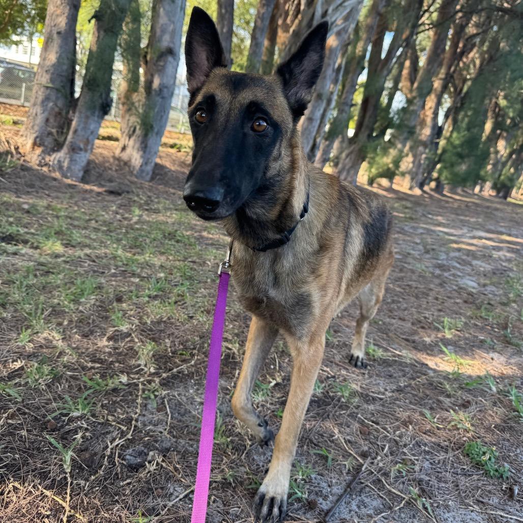 Enlarge Annie, a Adoptable mixed breed in Jupiter, FL image 3/6