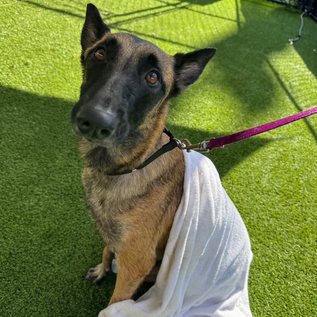 Enlarge Annie, a Adoptable mixed breed in Jupiter, FL image 4/6