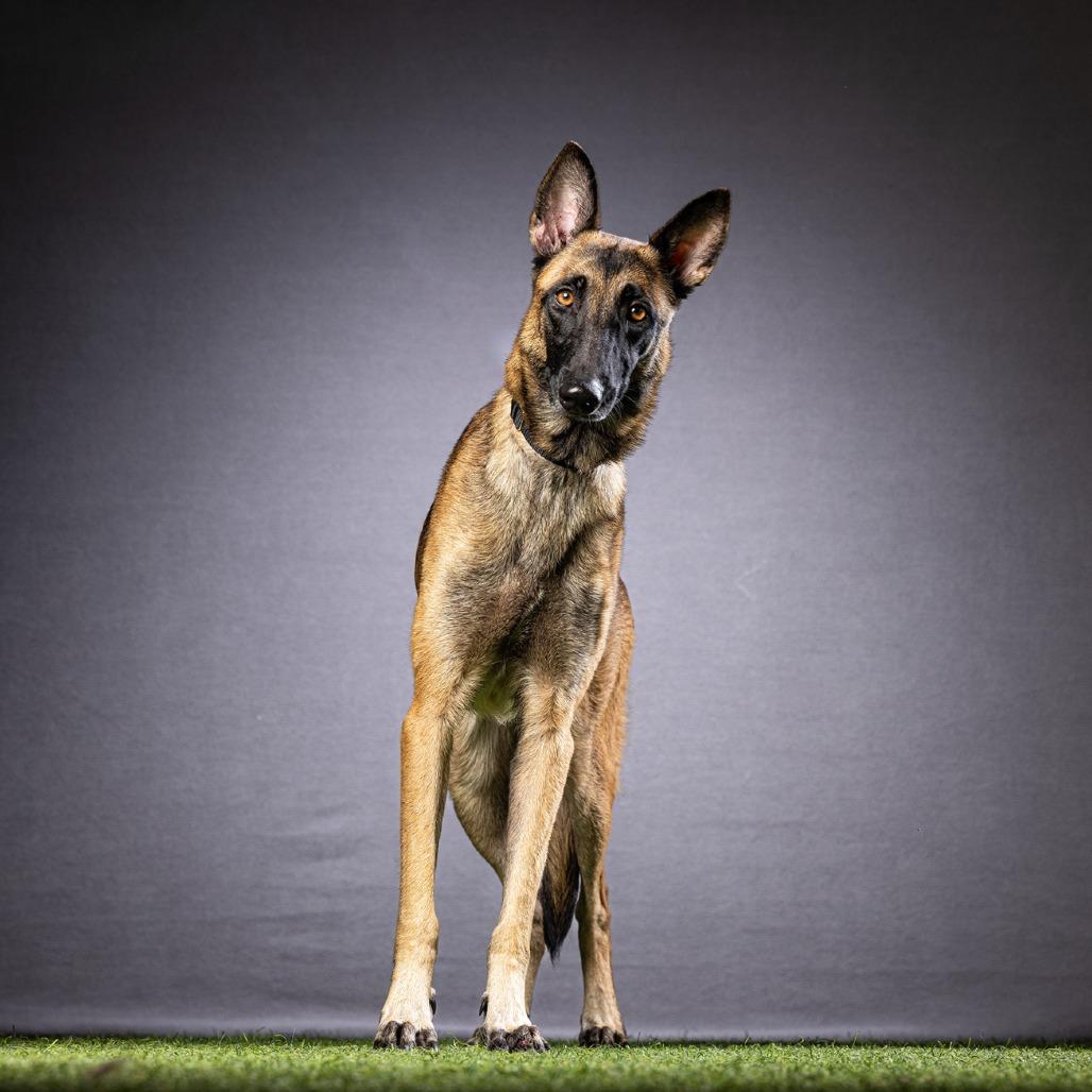 Enlarge Annie, a Adoptable mixed breed in Jupiter, FL image 5/6