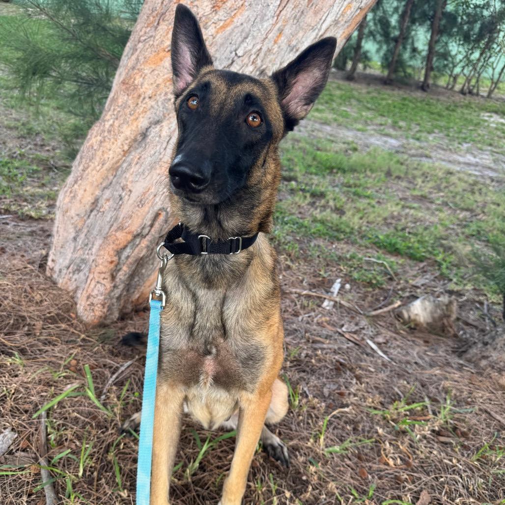 Enlarge Annie, a Adoptable mixed breed in Jupiter, FL image 6/6