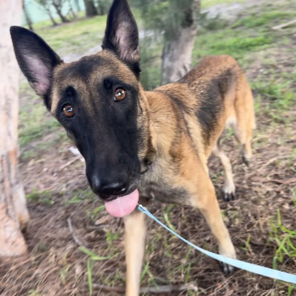 Annie — thumbnail 6