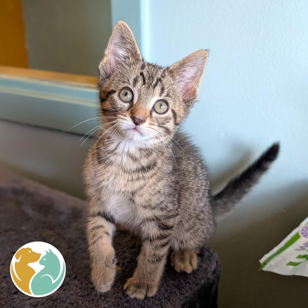 Enlarge Tot, a Adoptable Domestic Short Hair in Toledo, OH image 1/1