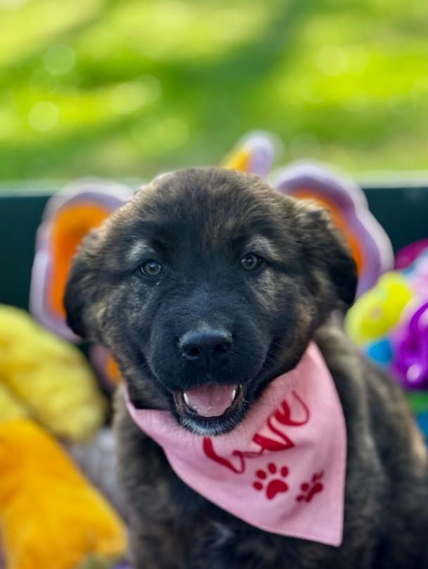 Aurora, ADOPTABLE, Puppy Female Mixed Breed.