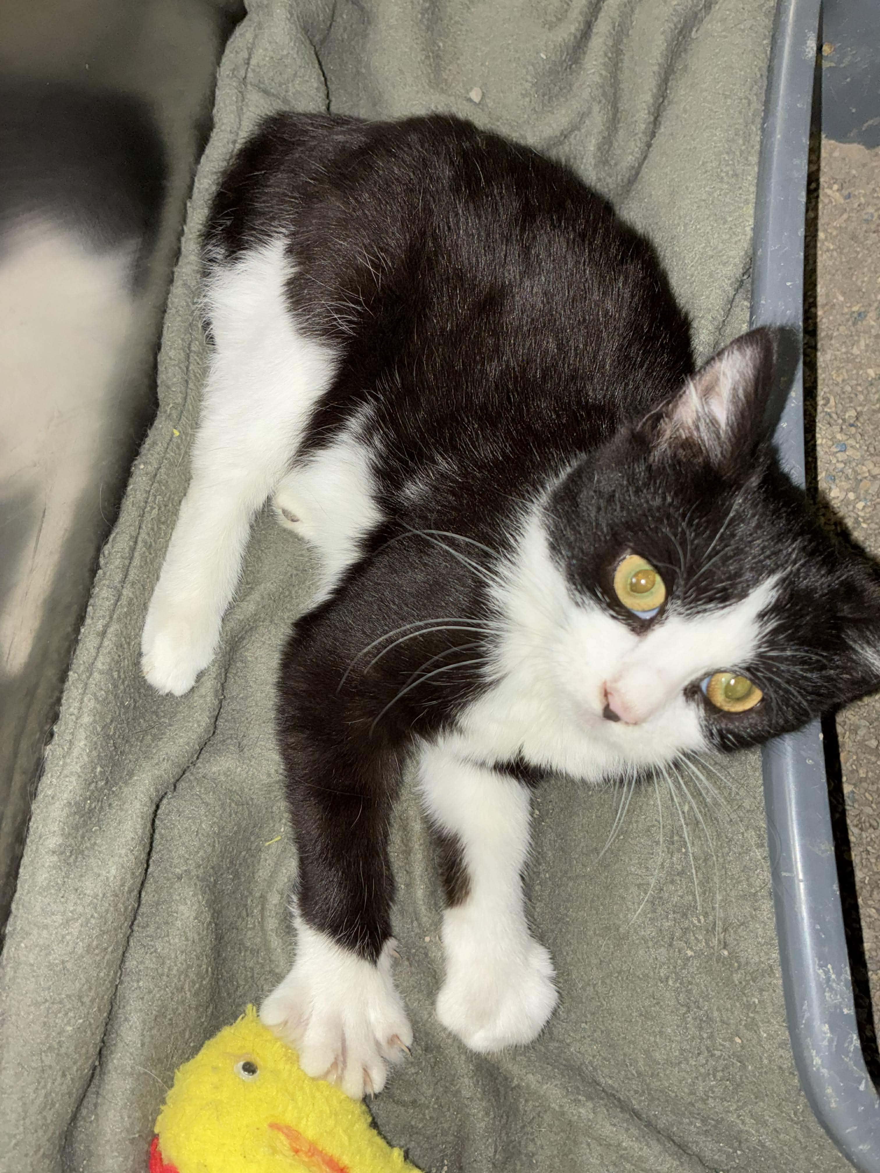 Lily, a Adoptable mixed breed in Petersburg, IL image 4/5