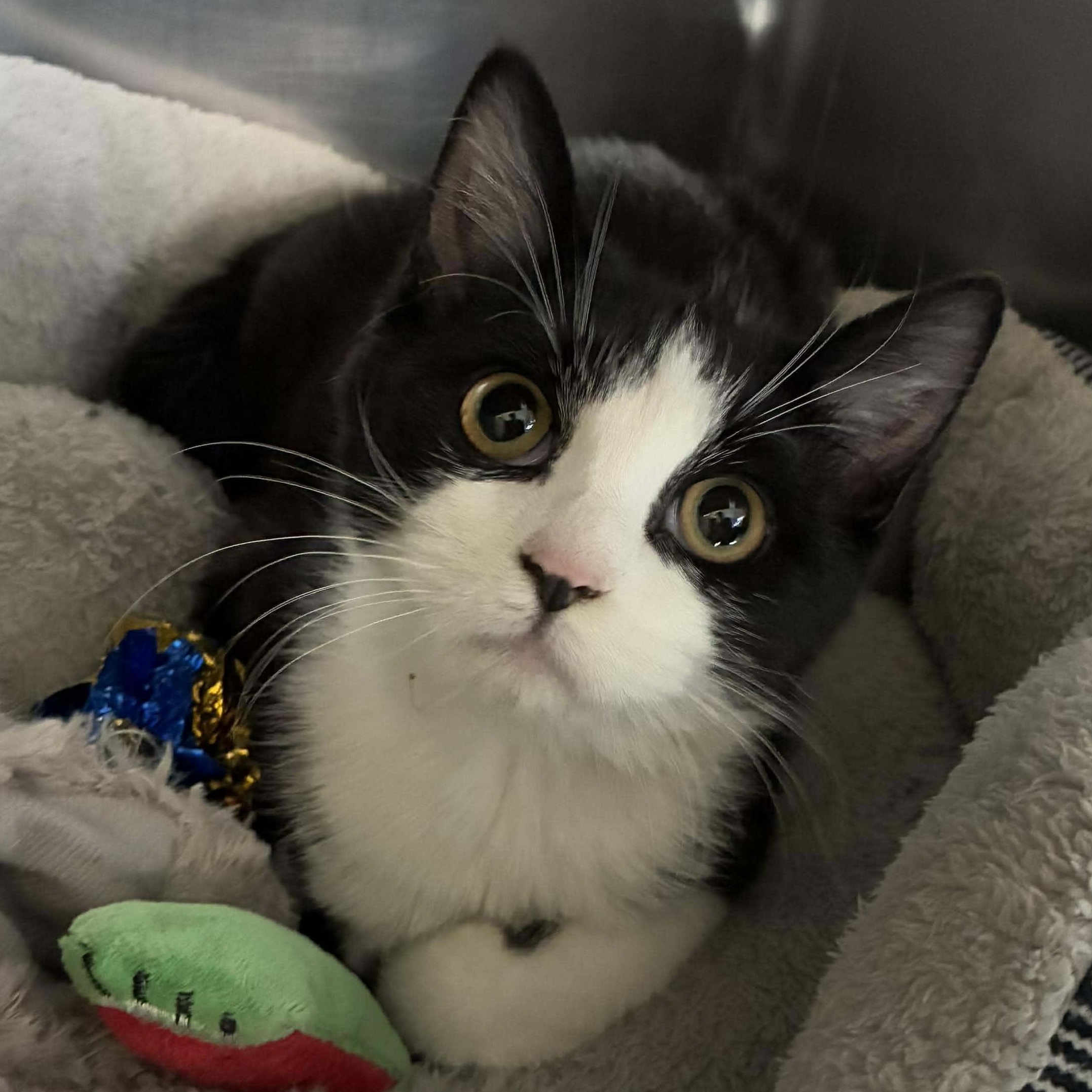 Ashley, Adoptable, Kitten Female Domestic Long Hair & Tuxedo.
