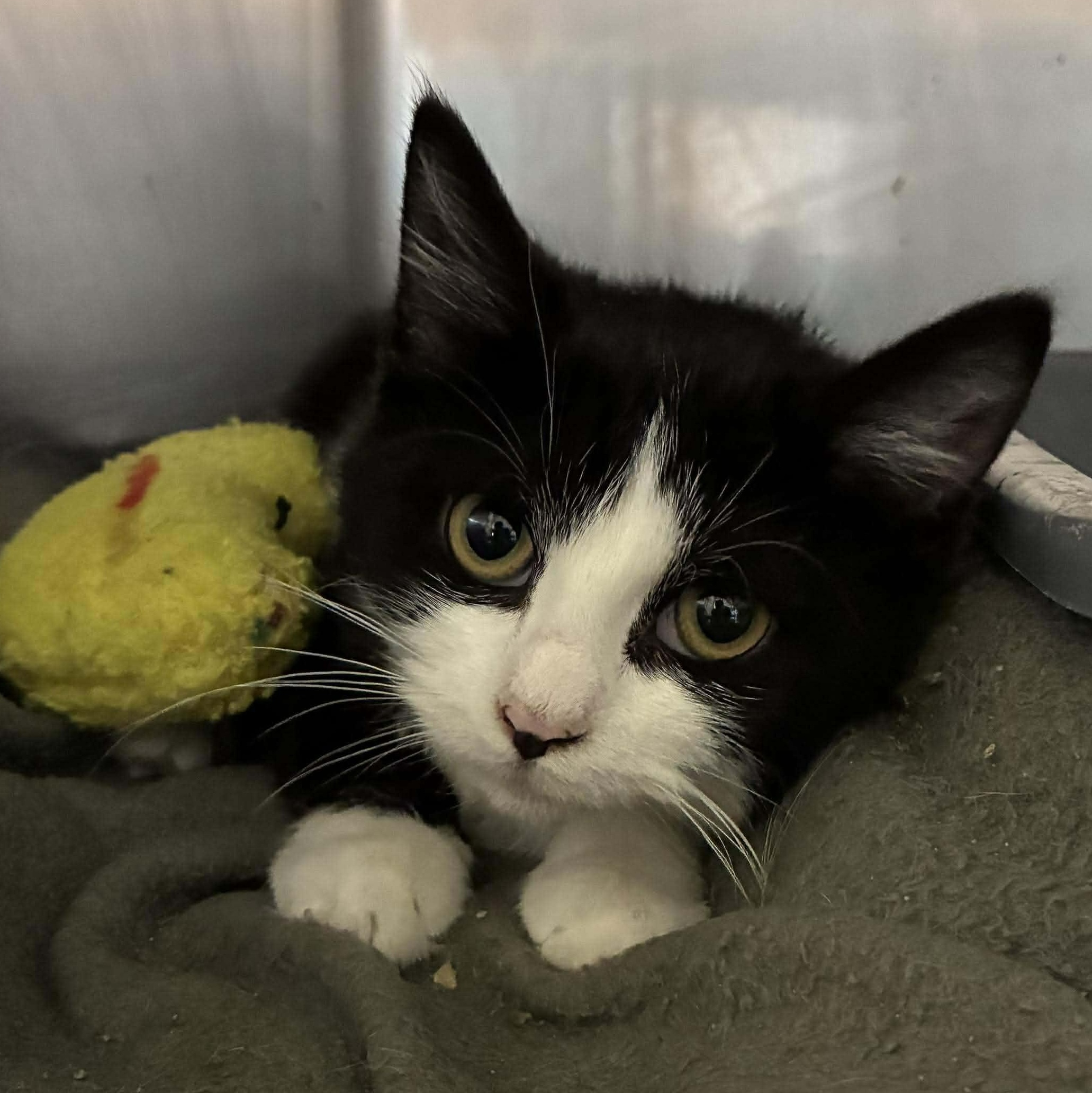 Lily, a Adoptable mixed breed in Petersburg, IL image 5/5