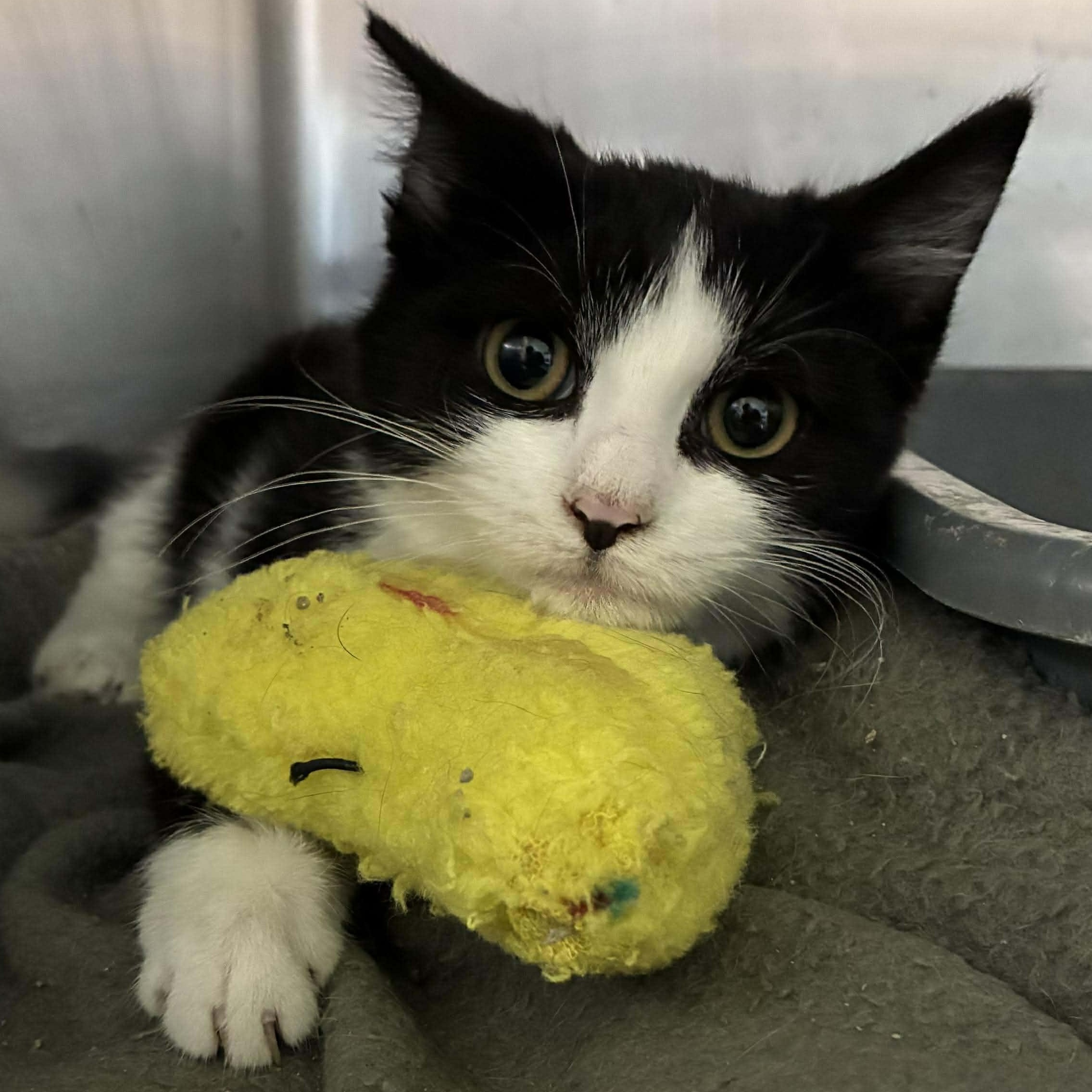 Lily, Adoptable, Kitten Female Domestic Long Hair & Tuxedo.