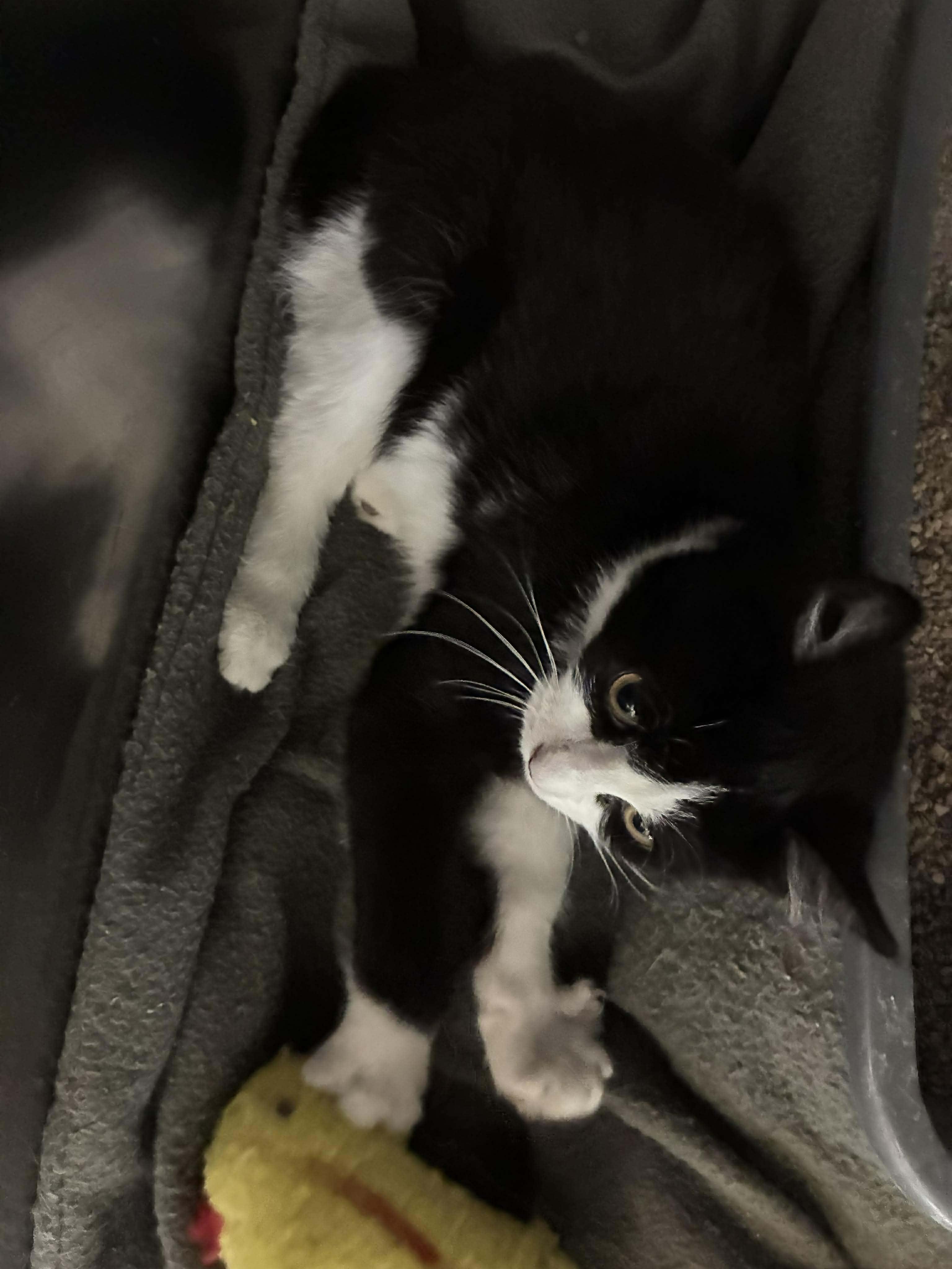 Lily, a Adoptable mixed breed in Petersburg, IL image 3/5