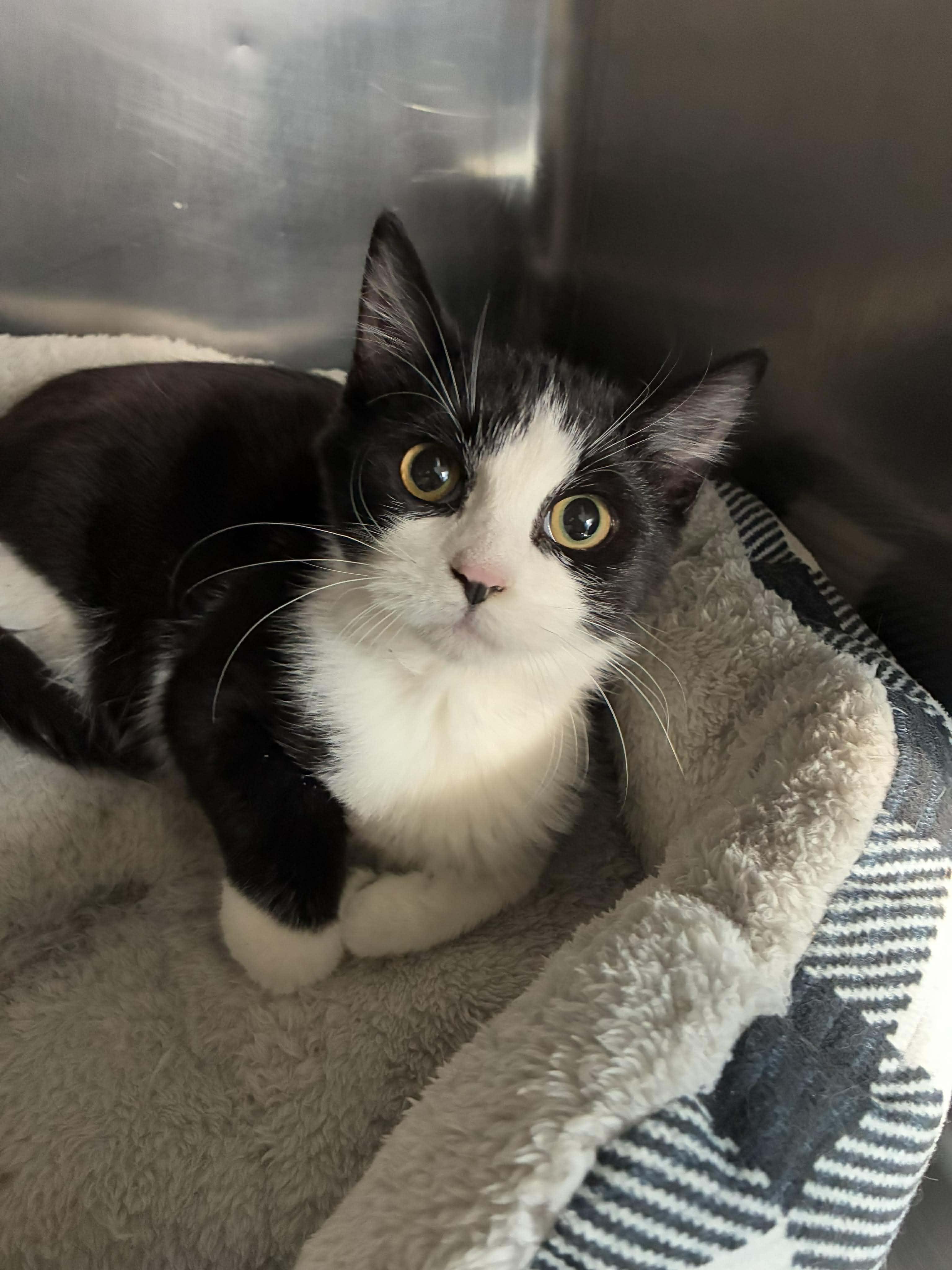 Enlarge Ashley, a Adoptable mixed breed in Petersburg, IL image 6/6