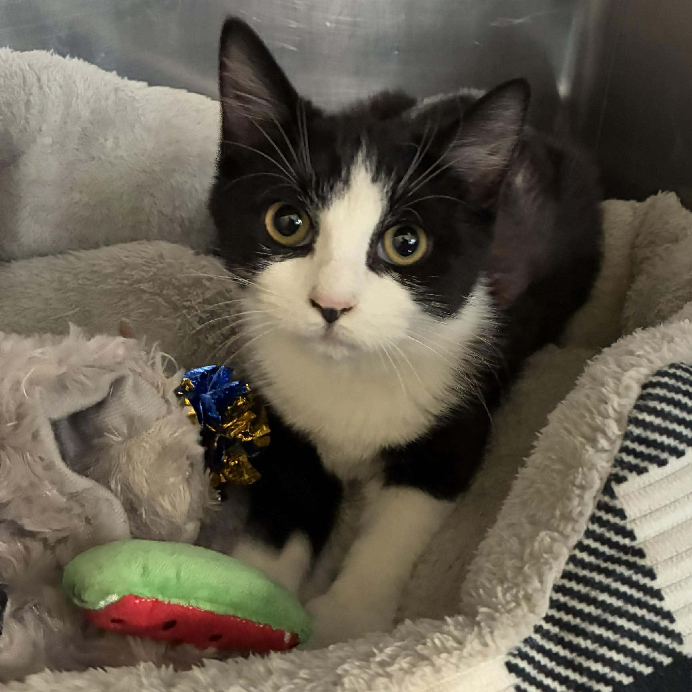 Enlarge Ashley, a Adoptable mixed breed in Petersburg, IL image 3/6