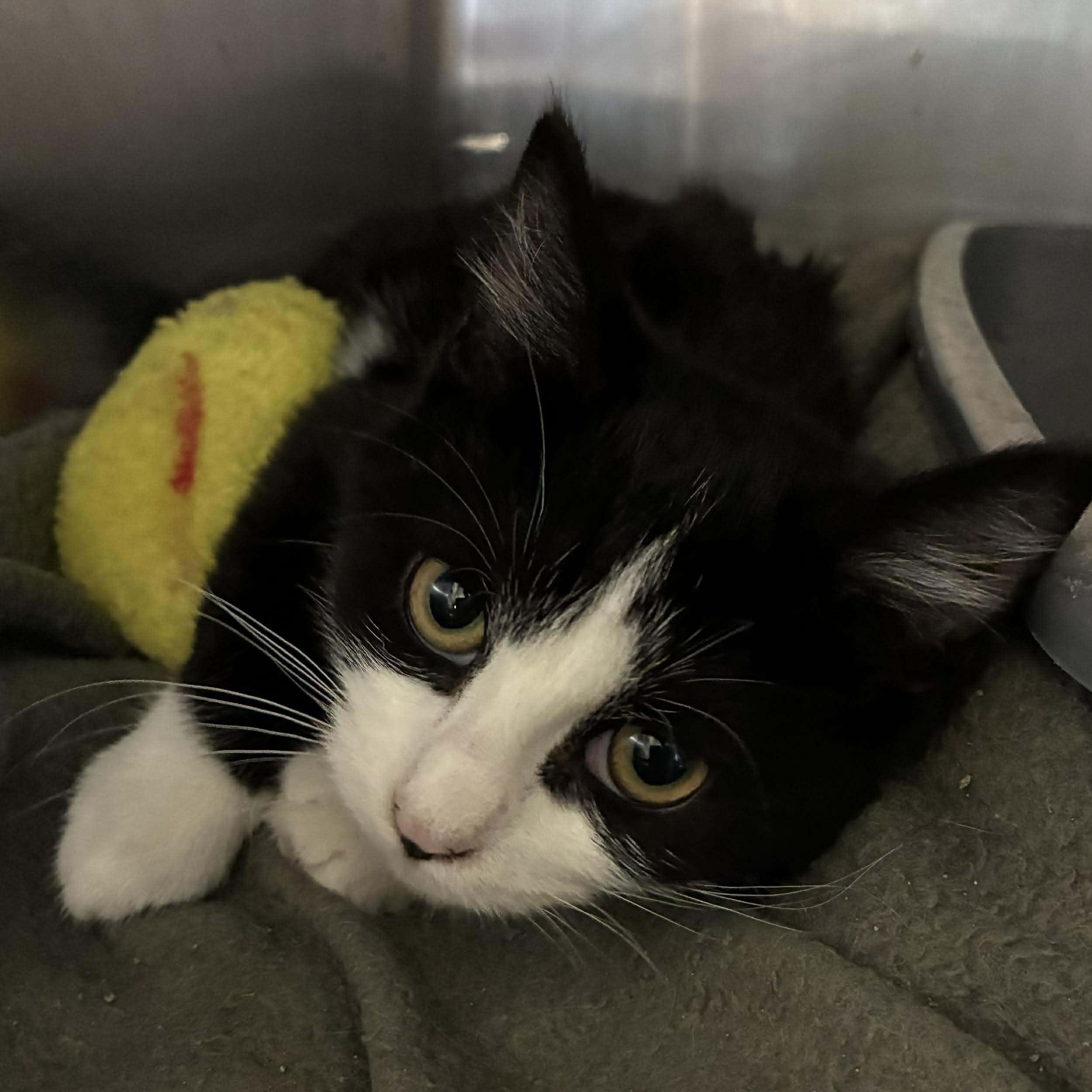 Lily, a Adoptable mixed breed in Petersburg, IL image 2/5