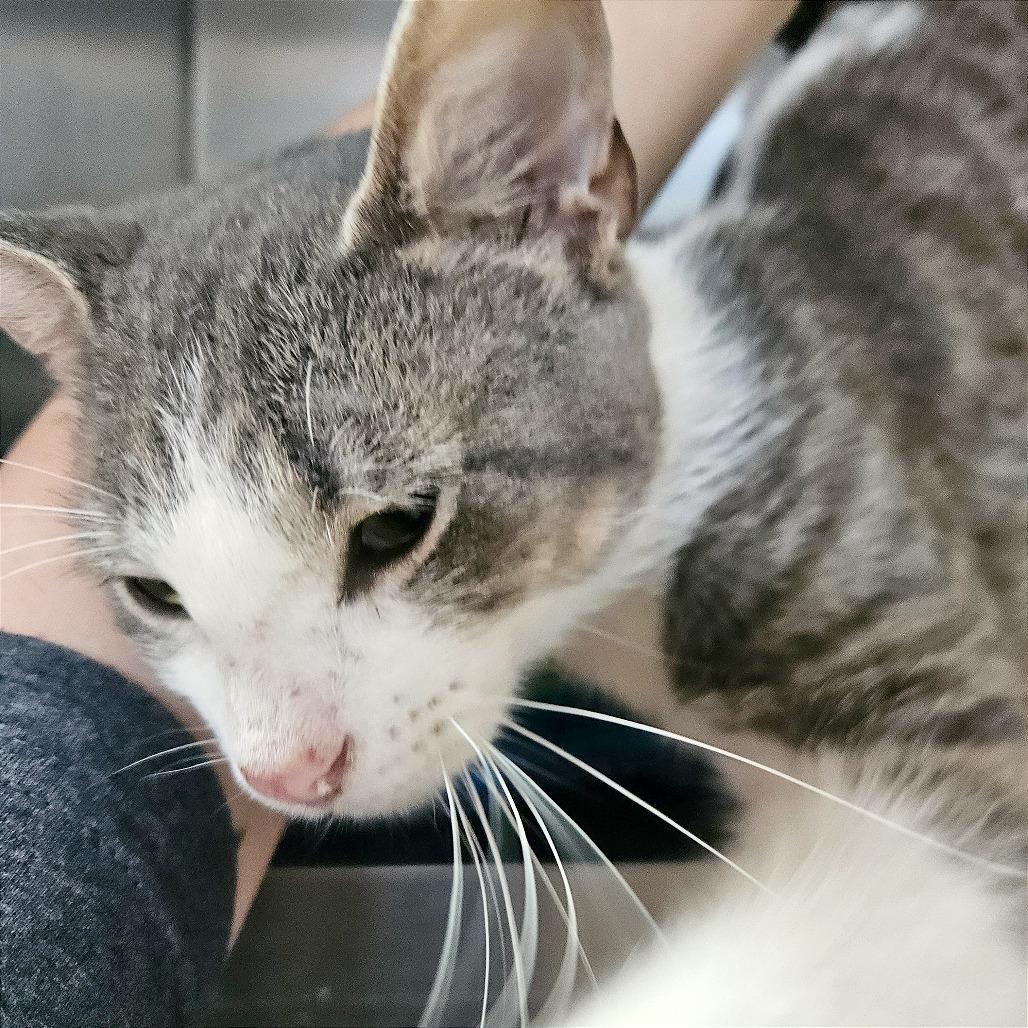 Amaretto, Adoptable, Young Male Domestic Short Hair.