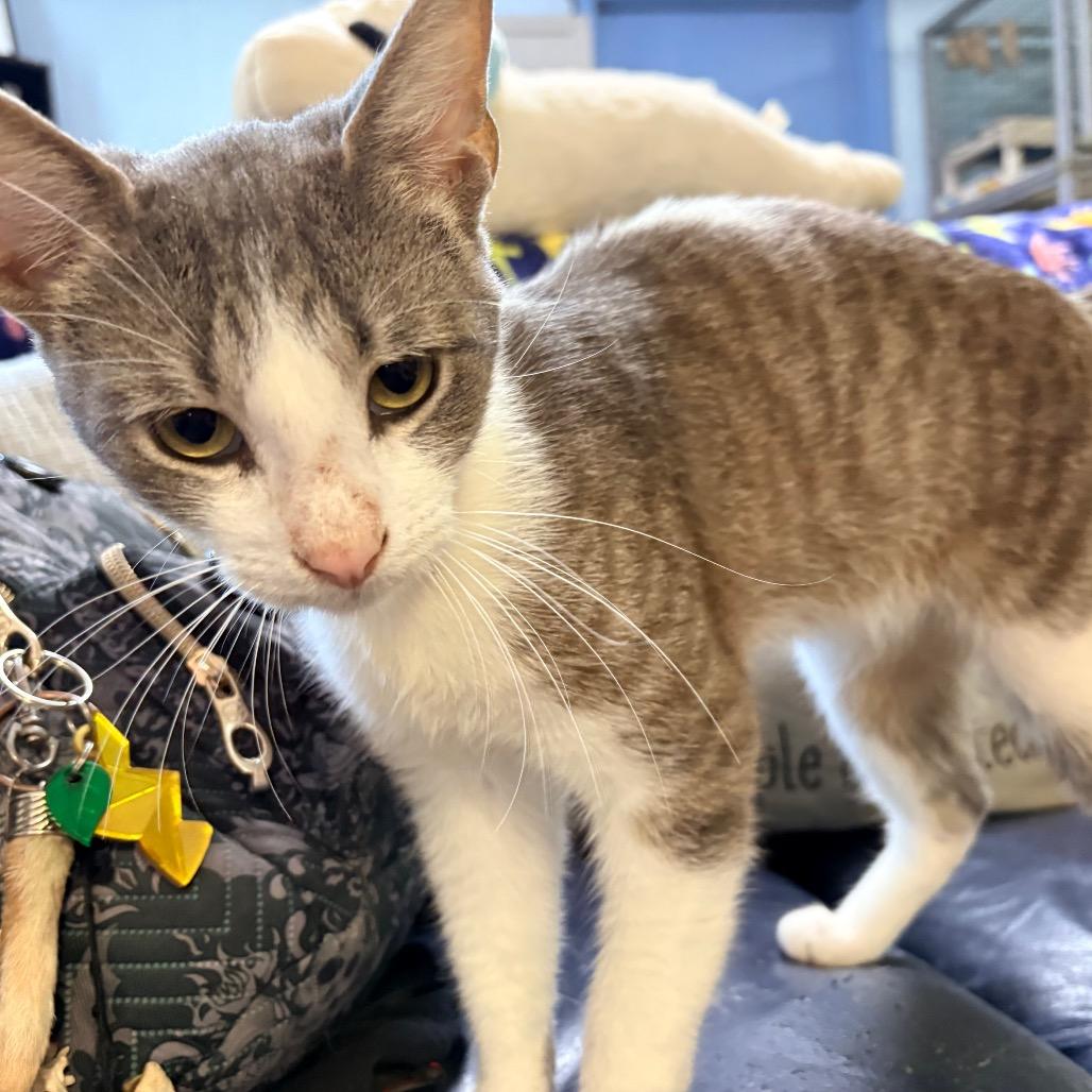 Enlarge Amaretto, a Adoptable Domestic Short Hair in Clarksville, AR image 2/6