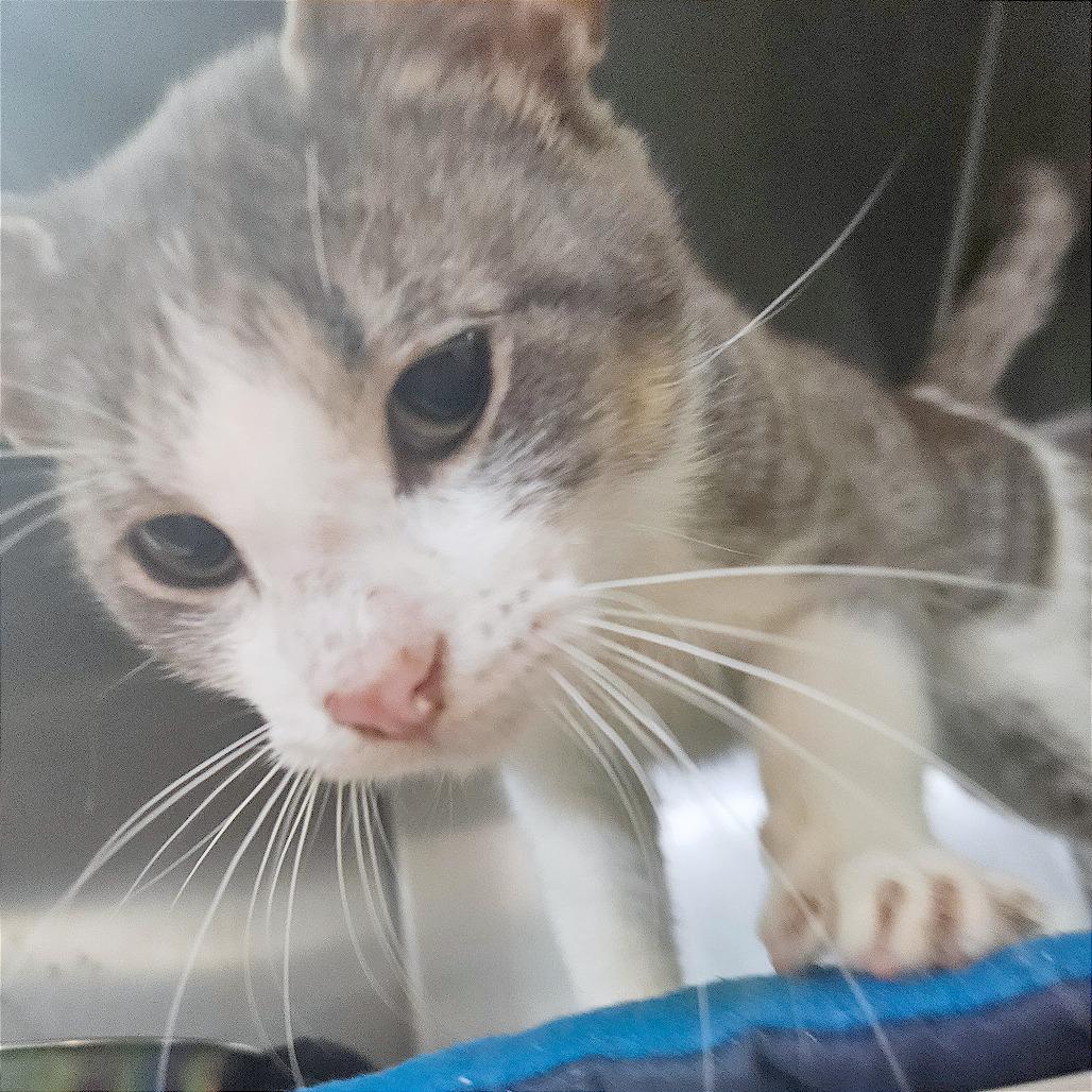 Enlarge Amaretto, a Adoptable Domestic Short Hair in Clarksville, AR image 3/6