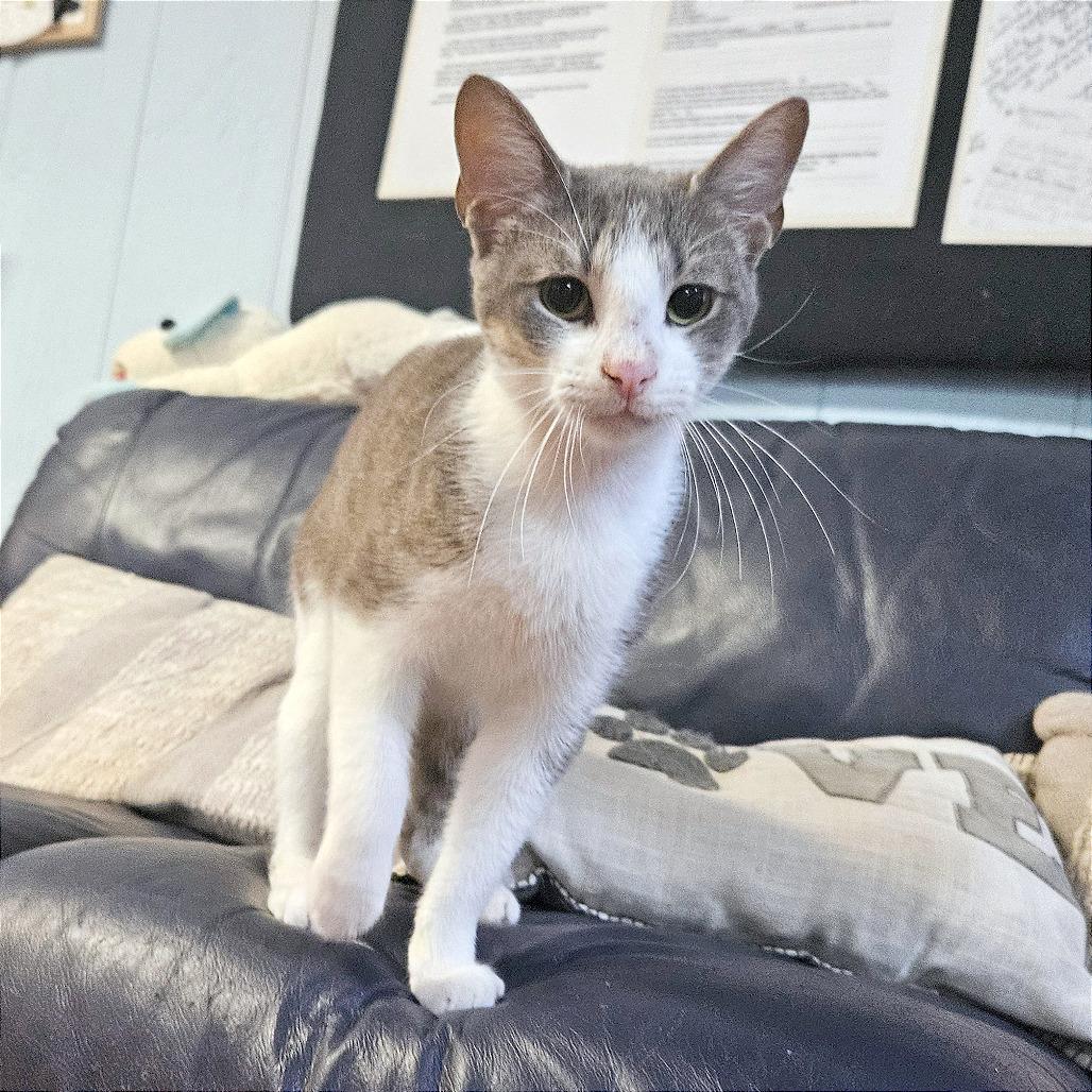 Enlarge Amaretto, a Adoptable Domestic Short Hair in Clarksville, AR image 4/6