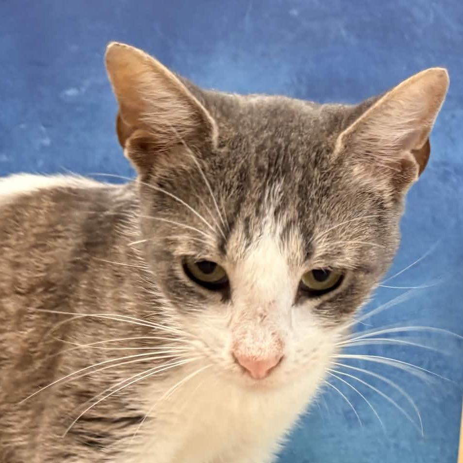 Enlarge Amaretto, a Adoptable Domestic Short Hair in Clarksville, AR image 5/6