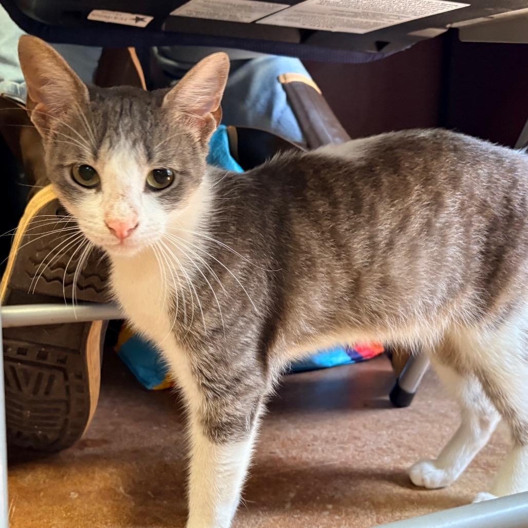 Enlarge Amaretto, a Adoptable Domestic Short Hair in Clarksville, AR image 6/6