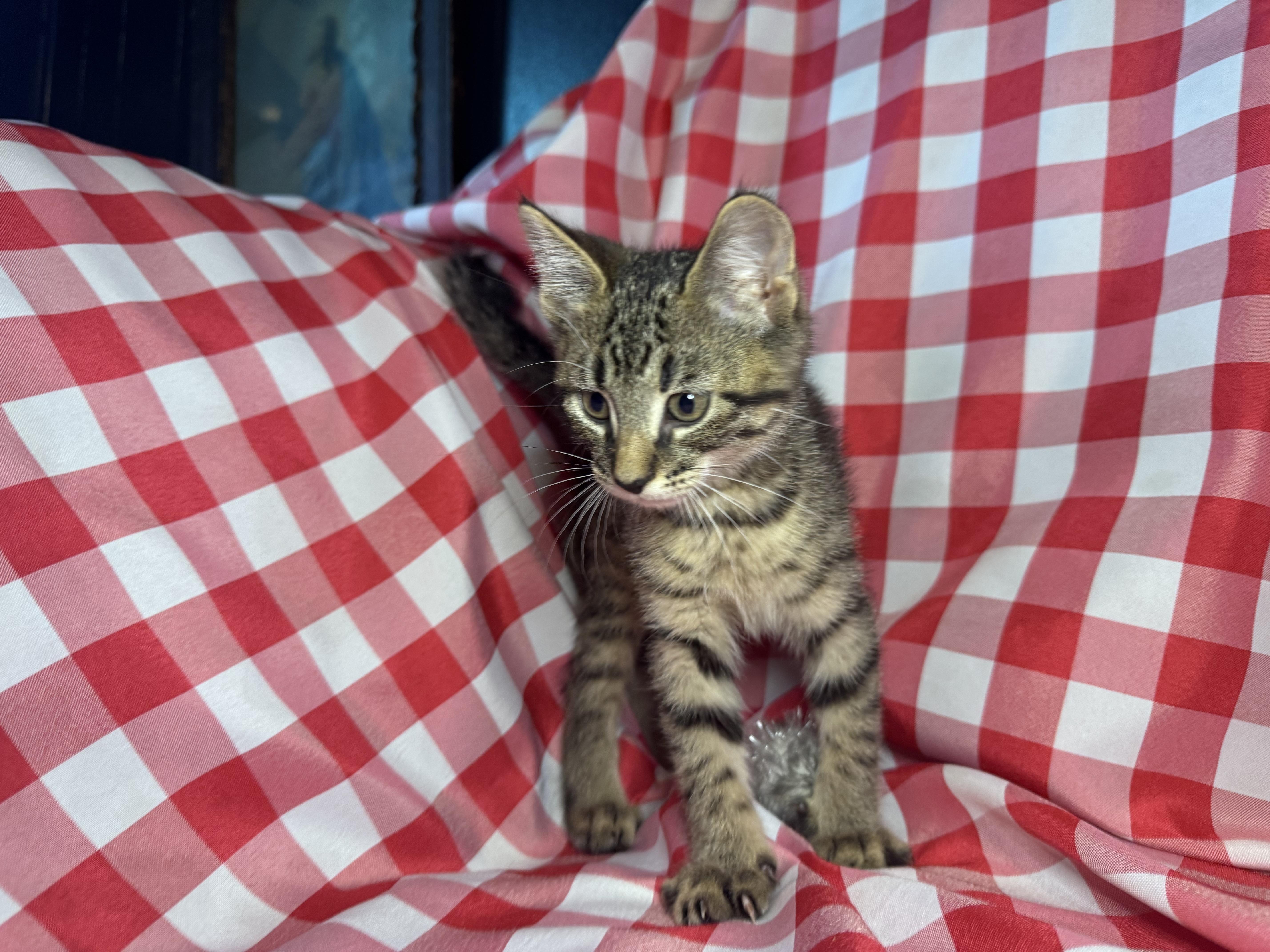 Enlarge Gnocchi, an adopted Domestic Short Hair in Avoca, PA image 2/6