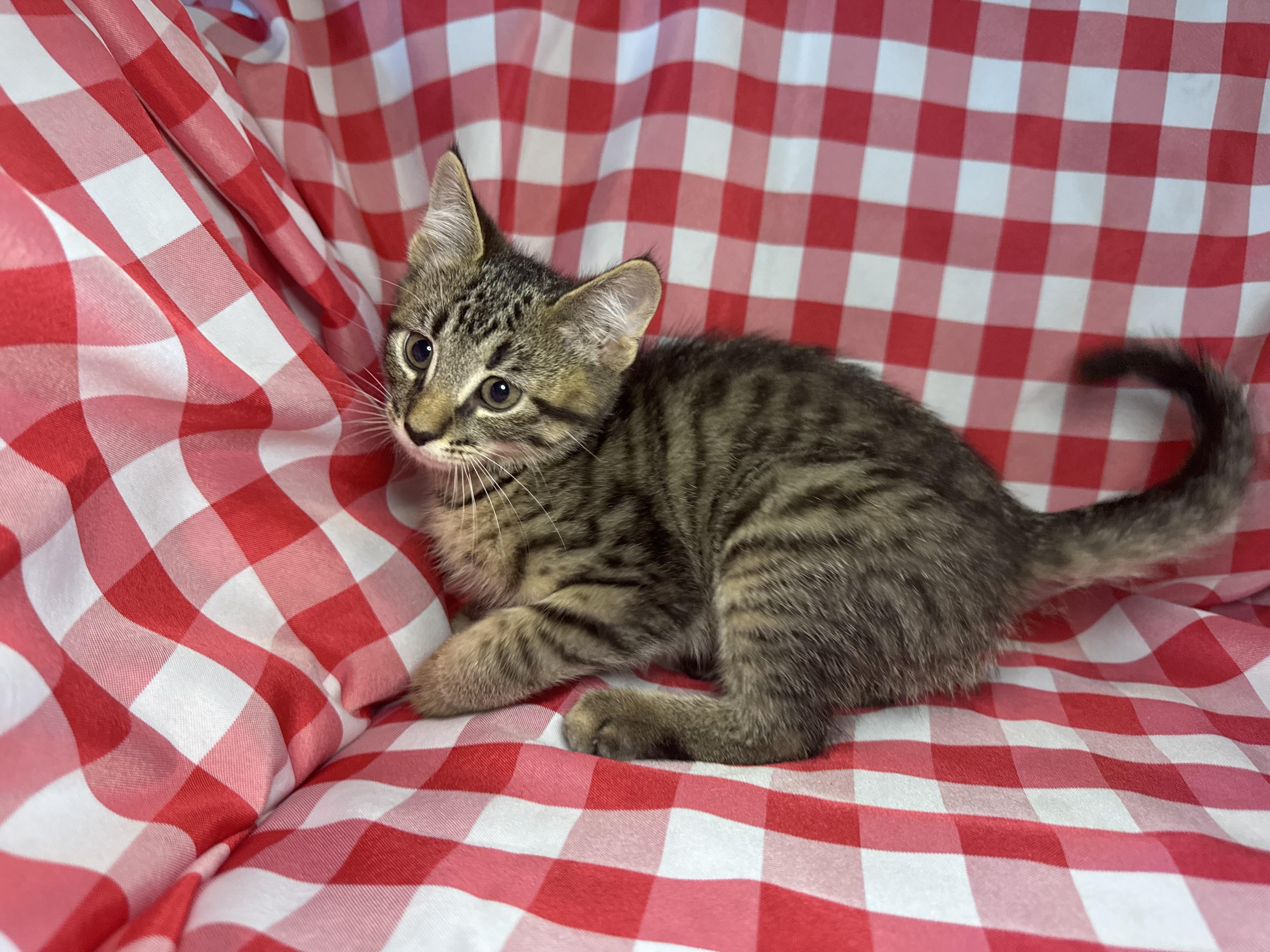 Enlarge Gnocchi, an adopted Domestic Short Hair in Avoca, PA image 4/6
