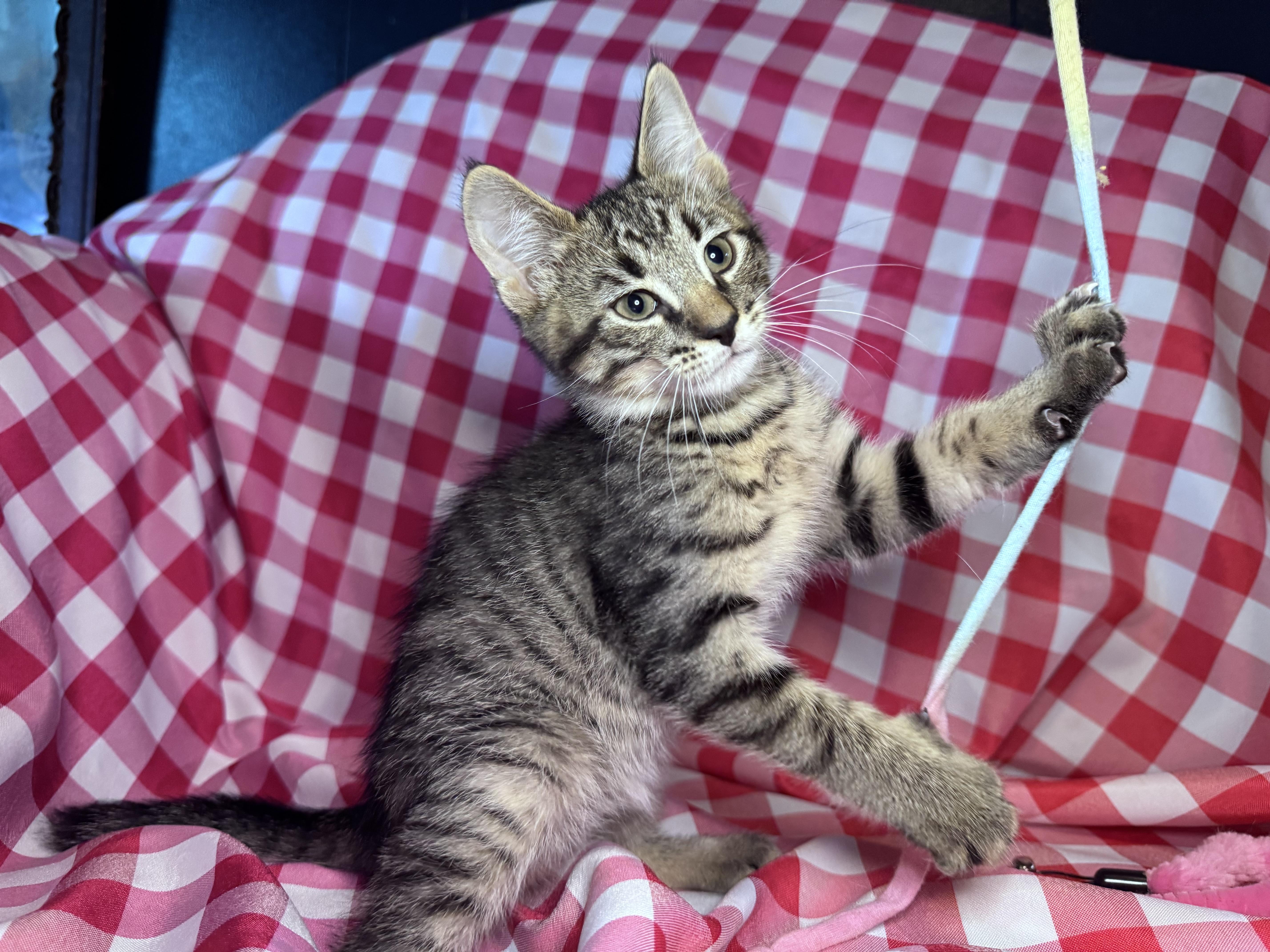Enlarge Gnocchi, an adopted Domestic Short Hair in Avoca, PA image 3/6