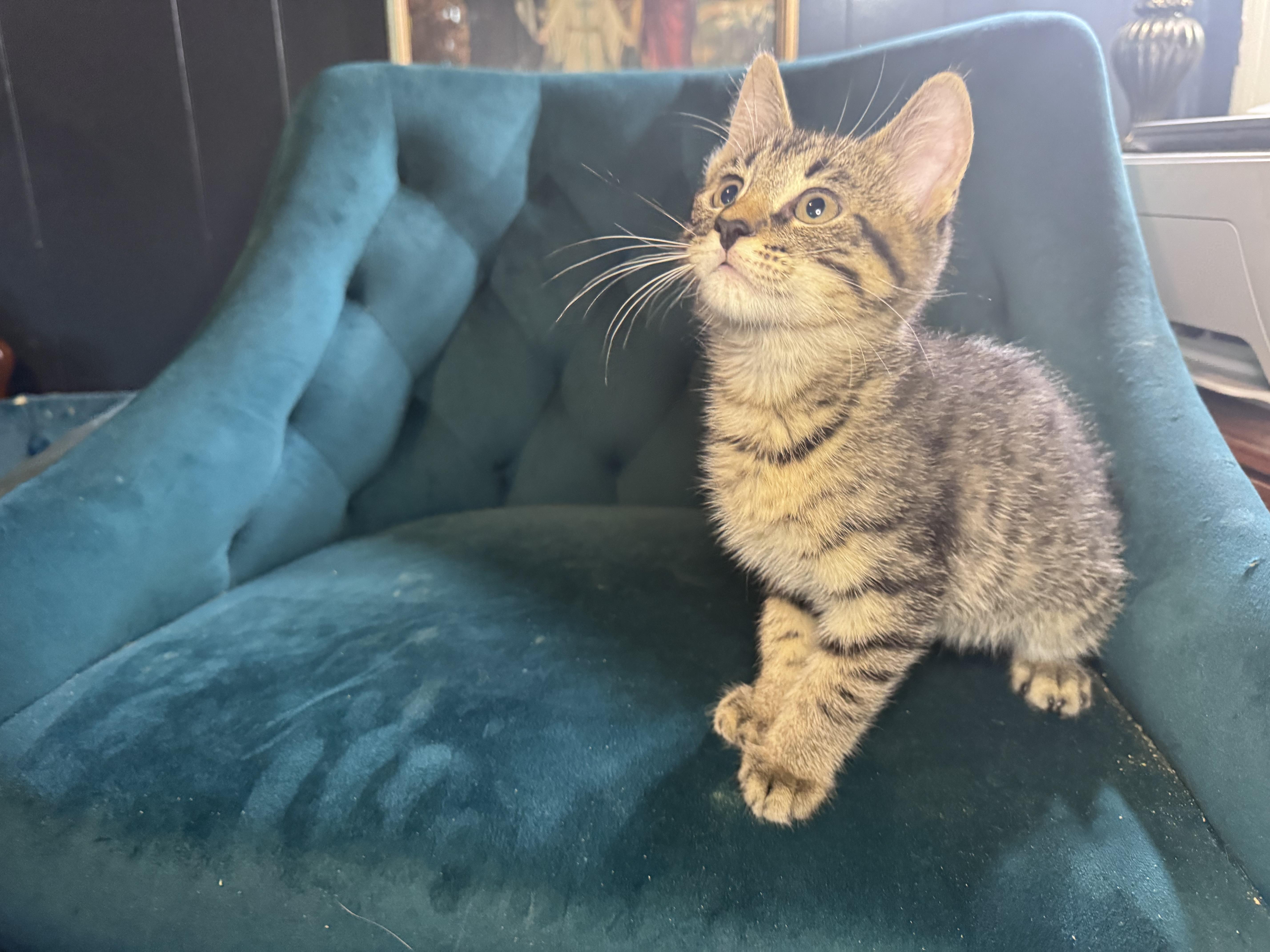 Enlarge Gnocchi, an adopted Domestic Short Hair in Avoca, PA image 5/6