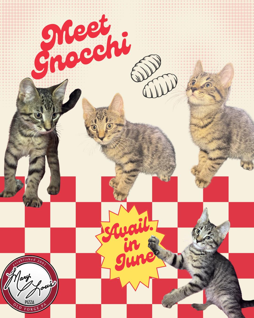Gnocchi, adopted, Kitten Male Domestic Short Hair.