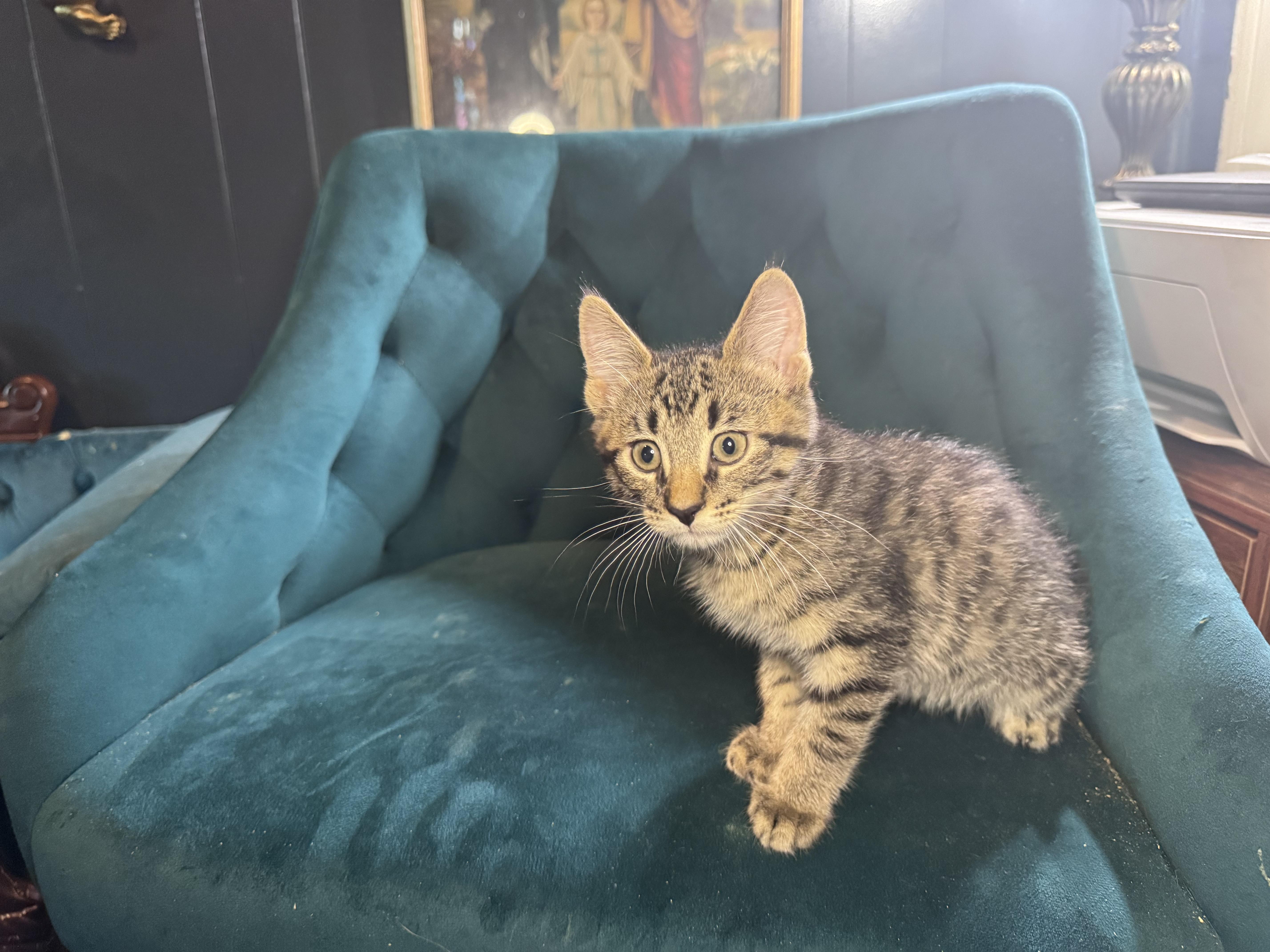 Enlarge Gnocchi, an adopted Domestic Short Hair in Avoca, PA image 6/6