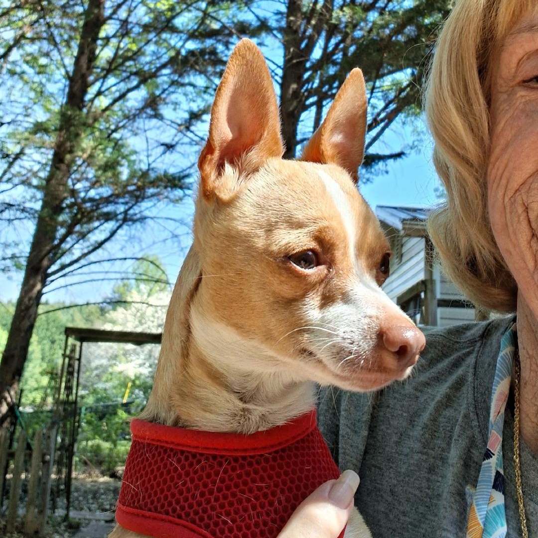 Sunny, ADOPTABLE, Young Male Chihuahua.