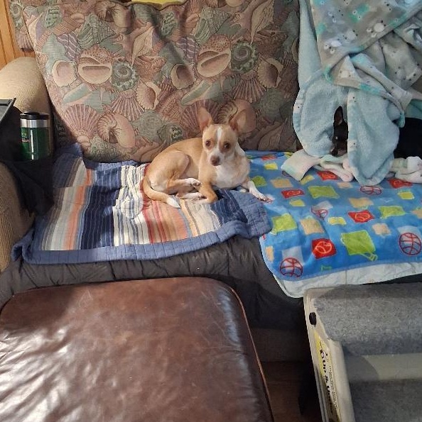 Enlarge Sunny, a ADOPTABLE Chihuahua in Durham, NC image 3/3