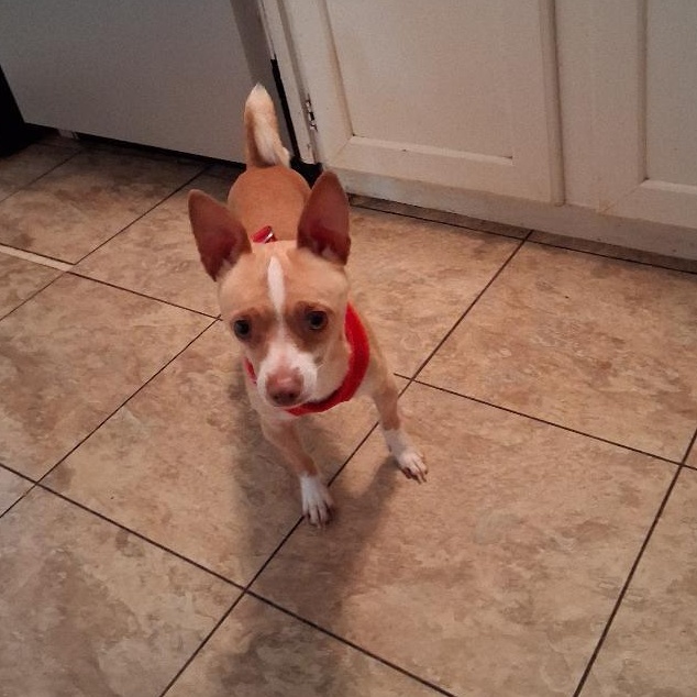 Enlarge Sunny, a ADOPTABLE Chihuahua in Durham, NC image 2/3