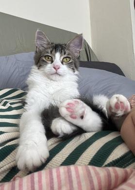 Noah, Adoptable, Young Male Domestic Medium Hair & Tabby.