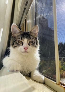 Enlarge Noah, a Adoptable mixed breed in San Francisco, CA image 2/4