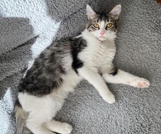 Enlarge Noah, a Adoptable mixed breed in San Francisco, CA image 4/4